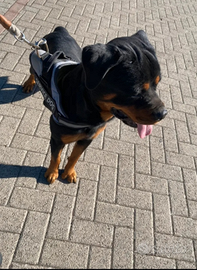 Rottweiler 2 anni