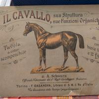Il cavallo, sua struttura e sue funzioni organiche