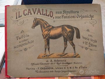 Il cavallo, sua struttura e sue funzioni organiche