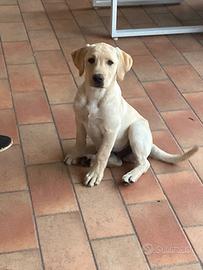 Cuccioli Labrador