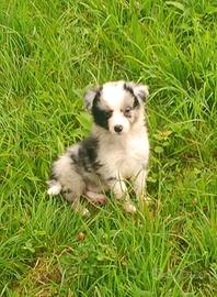 Border collie
