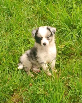 Border collie