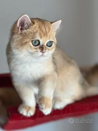 British Shorthair cuccioli