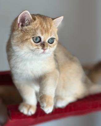 British Shorthair cuccioli