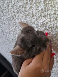 Cucciola di cincillà