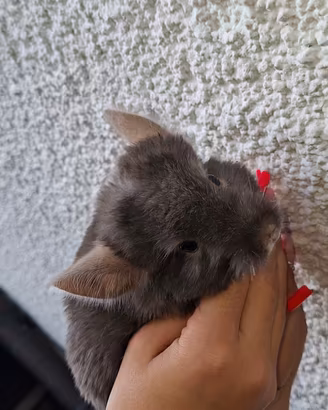 Cucciola di cincillà