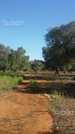 Terreno uliveto a Leverano - zona Capuzzi - Vista 2