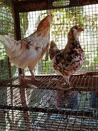 Galline nane da cova