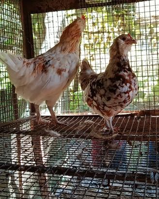 Galline nane da cova