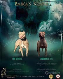 Cucciole pitbull con pedigree