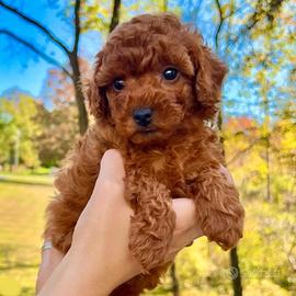 Cuccioli barboncino toy