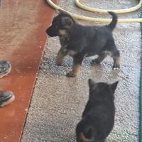 Cuccioli pastore tedesco