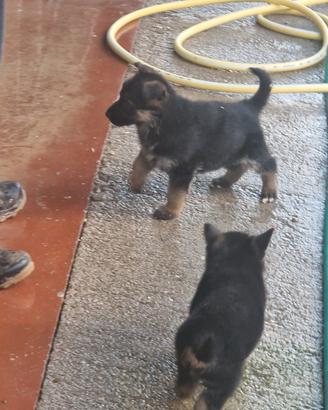 Cuccioli pastore tedesco