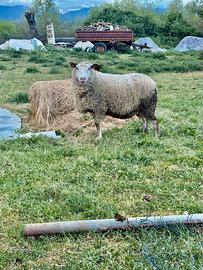 Pecore berrichon du Cher