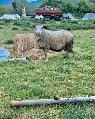 Pecore berrichon du Cher