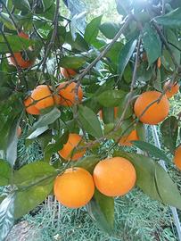 piante di arance