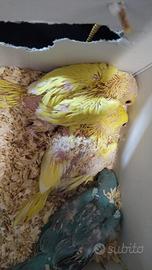 Pulli di Parrocchetti dal collare