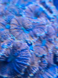 corallo acquario marino 