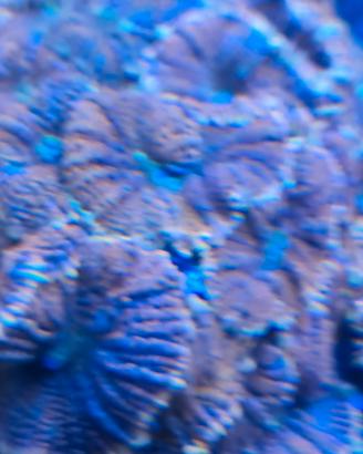 corallo acquario marino 