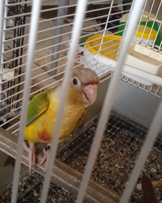 Canuri guance verdi allevati a mano