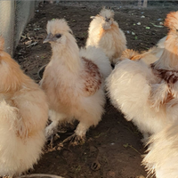 Galli e galline moroseta