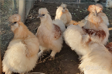 Galli e galline moroseta