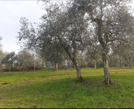 Terreno a Casciano di Murlo Siena