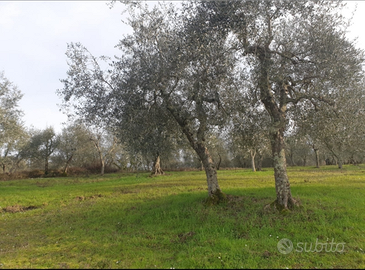 Terreno a Casciano di Murlo Siena