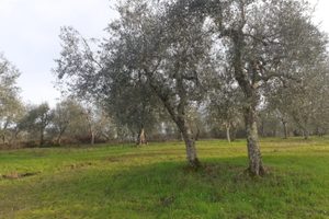 Terreno a Casciano di Murlo Siena