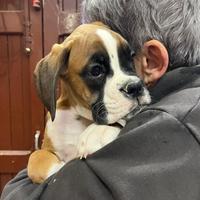 Cuccioli di Boxer