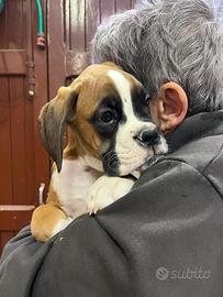 Cuccioli di Boxer