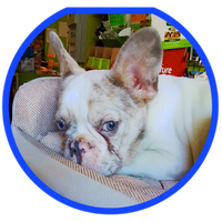 Bulldog francese maschio 4 mesi mezzo