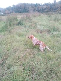 Setter inglese maschio 16 mesi