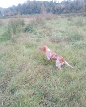 Setter inglese maschio 16 mesi