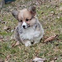 Welsh corgi pembroke