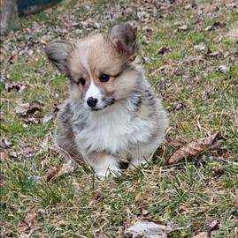 Welsh corgi pembroke