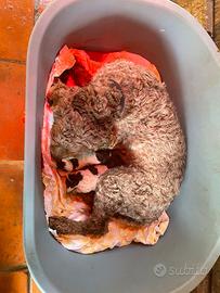 Lagotto Romagnolo