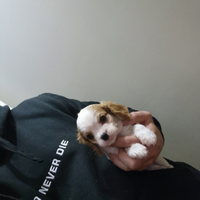 Cavalier king