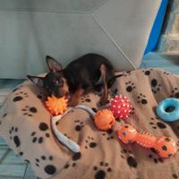 Pinscher cuccioli