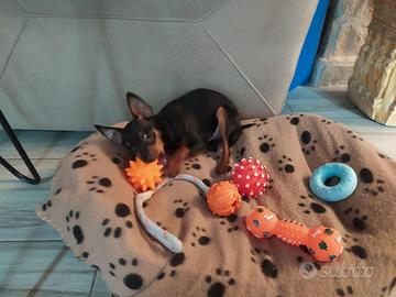 Pinscher cuccioli