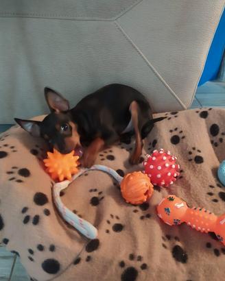 Pinscher cuccioli