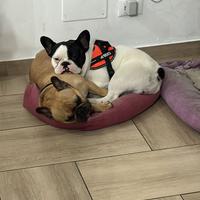 Bulldog Francese con pedigree