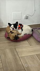 Bulldog Francese con pedigree