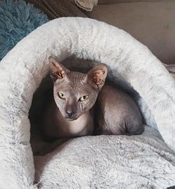 Gatto don sphynx gomma( consegna)