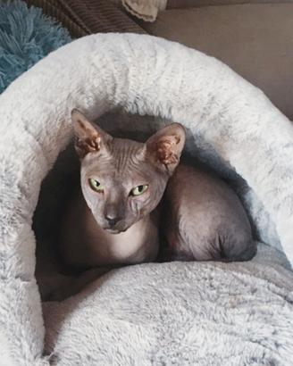 Gatto don sphynx gomma( consegna)