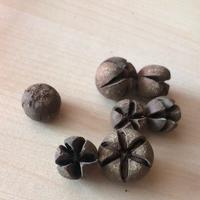 Arredo acquario terrario - baccelli wallachii