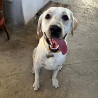 Labrador disponile per monta