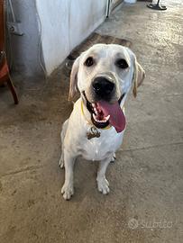 Labrador disponile per monta