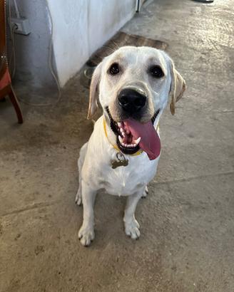 Labrador disponile per monta