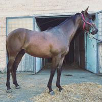 Cavallo PSI Purosangue Inglese